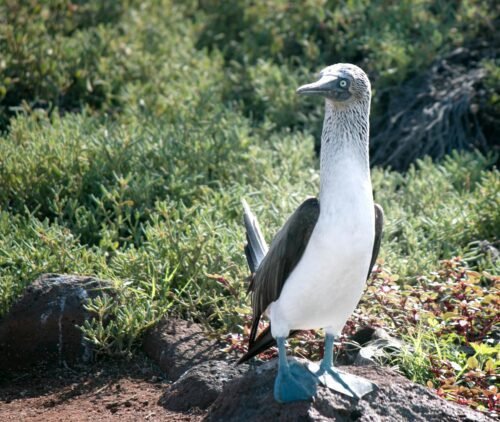 Horizon Ecuador | Viajes personalizados y experiencias únicas - piqueros de patas azules en la naturaleza